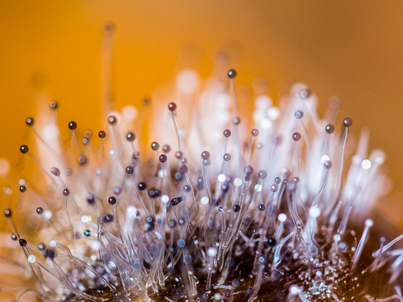 Spinellus fusiger sur mycène